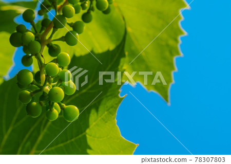 A bunch of unripe green grapes on the background of grape leaves and blue sky. 78307803