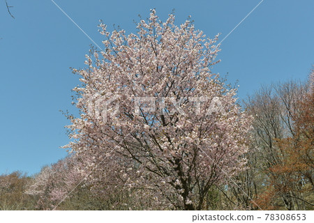 Ezoyama cherry blossoms that bloom all at once in the spring of Hokkaido 78308653
