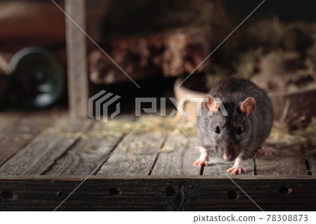 Rat in an old wooden barn. Rat in an old wooden barn. 78308873