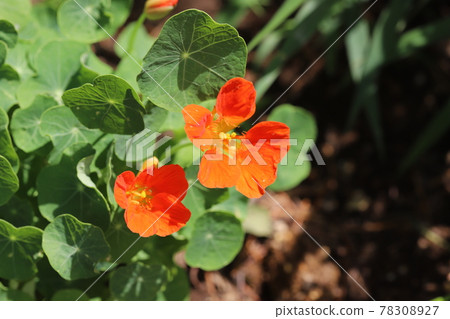 開花在春天庭院裡的金蓮花橙色花 78308927