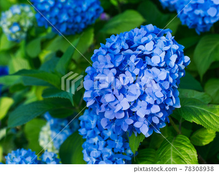 Up of hydrangea flowers during the rainy season 78308938