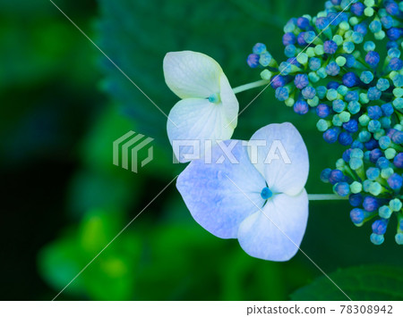 Up of hydrangea flowers during the rainy season 78308942