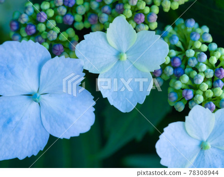 Up of hydrangea flowers during the rainy season 78308944