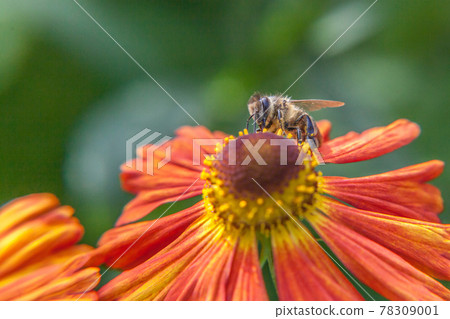 Honey bee covered with yellow pollen drink nectar, pollinating orange flower. Inspirational natural floral spring or summer blooming garden or park background. Life of insects. Macro close up. Honey bee covered with yellow pollen drink nectar, pollinating orange flower. Inspirational natural floral spring or summer blooming garden or park background. Life of insects. Macro close up. 78309001