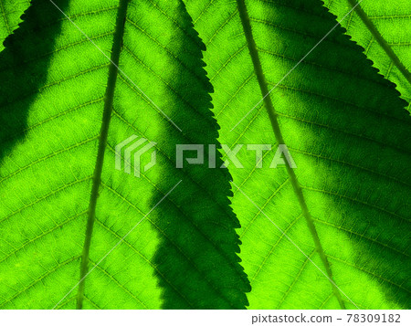 Fragment of two green leaves with veins overlapping close-up on the lumen. 78309182