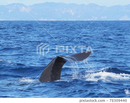 Sperm whale Sperm whale 78309440