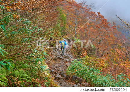 秋季,群馬縣谷川山下雨,登山者沿著天神嶺山徑行走 秋季,群馬縣谷川山下雨,登山者沿著天神嶺山徑行走 78309494