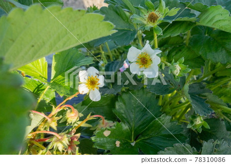 May home garden (strawberry flowers) May home garden (strawberry flowers) 78310086
