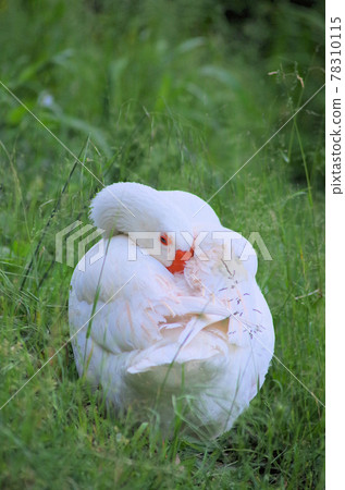 sleeping white swan sleeping white swan 78310115