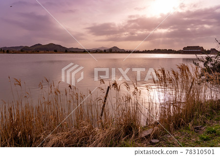 鳥取縣米子市春天的米子水鳥公園夜景 78310501