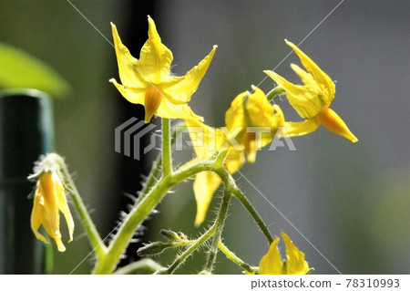 Mini tomato flowers 78310993