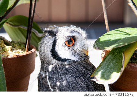 森林哲學家貓頭鷹花盆和北方白面鴞 78311572