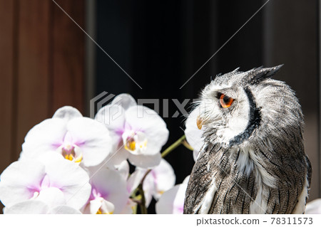 Forest philosopher Owl Phalaenopsis orchid and Northern White-faced Owl 78311573