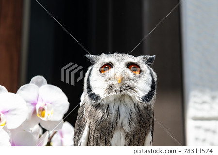 森林哲學家貓頭鷹蝴蝶蘭和北方白臉貓頭鷹 78311574