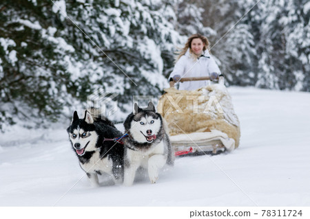 A girl rides a sleigh pulled by a Siberian husky. Husky sled dogs are harnessed for sport sledding on skis as fun for Christmas. 78311724