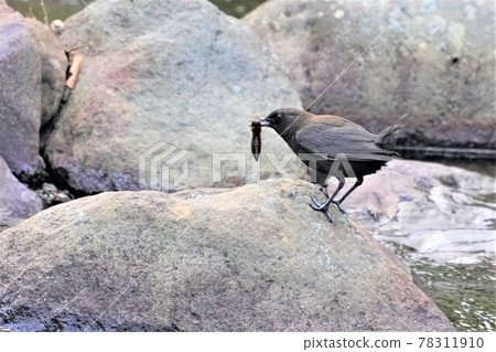 A parent bird that rushes to feed a brown dipper chick A parent bird that rushes to feed a brown dipper chick 78311910