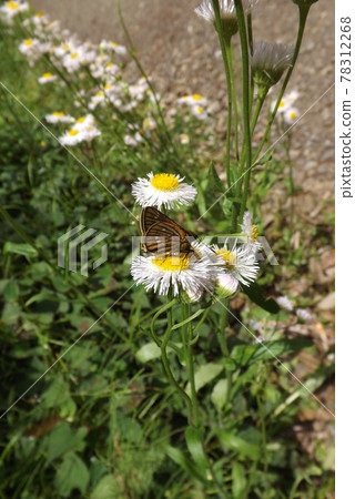 Thoressa varia 吮吸 Halzion 的蜂蜜 Thoressa varia 吮吸 Halzion 的蜂蜜 78312268