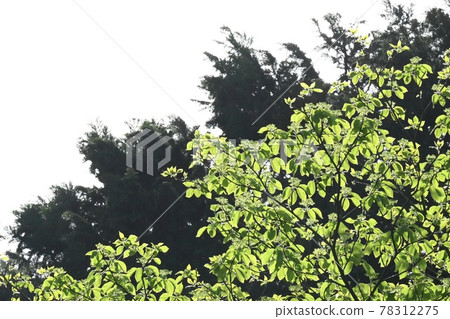 Tree that overlaps with tree Tree that overlaps with tree 78312275