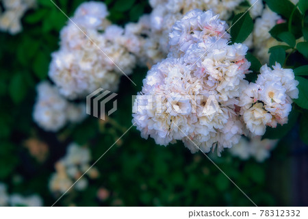 Beautiful white roses blooming like a bouquet Beautiful white roses blooming like a bouquet 78312332