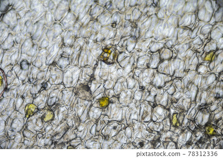 Pickled ginger root under the light microscope, magnification 100 times, microscope objective 10 Pickled ginger root under the light microscope, magnification 100 times, microscope objective 10 78312336