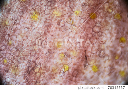 Pickled ginger root under the light microscope, magnification 100 times, microscope objective 10 Pickled ginger root under the light microscope, magnification 100 times, microscope objective 10 78312337