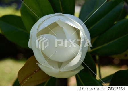 Taisambok flowers 78312384