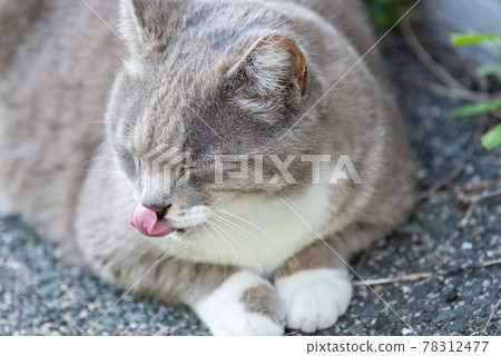 Cute stray cat 78312477