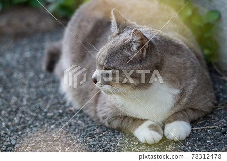 Cute stray cat 78312478