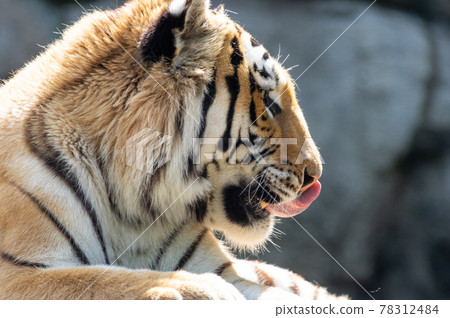 Amur Tora 78312484