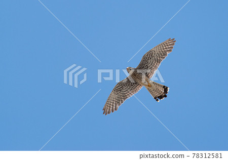 Chrysanthemum 78312581