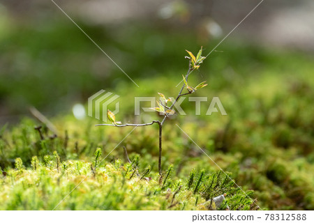 苔蘚森林 78312588