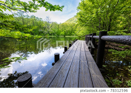Beech fresh green Suzunuma of Miyagi Funagatayama Rurinuma 78312596
