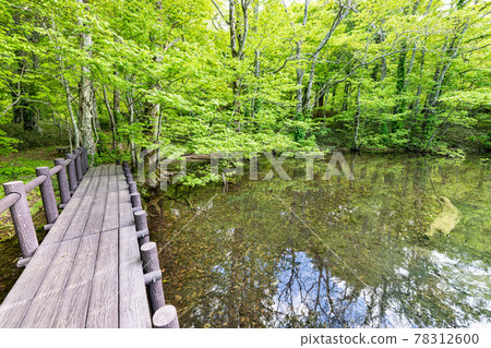 Beech fresh green Suzunuma of Miyagi Funagatayama Rurinuma 78312600