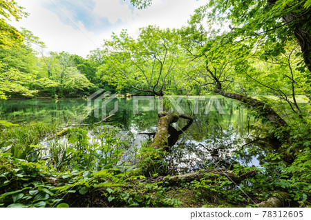 宮城船田山琉璃沼的山毛櫸鮮綠鈴沼 宮城船田山琉璃沼的山毛櫸鮮綠鈴沼 78312605