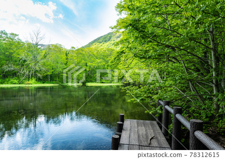 Beech fresh green Suzunuma of Miyagi Funagatayama Rurinuma 78312615