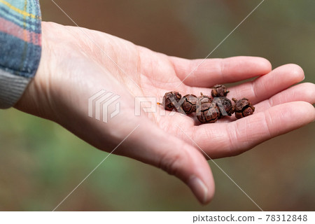 在樹林裡撿堅果 78312848