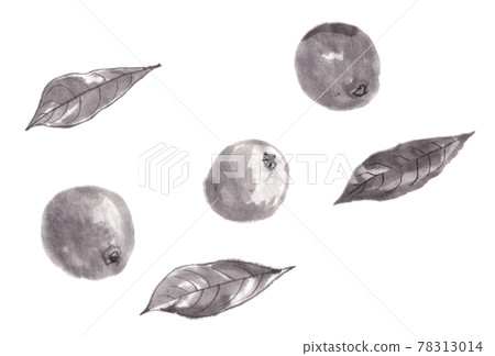 水墨枇杷 水墨枇杷 78313014