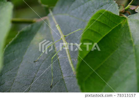 樹葉上的竹節蟲(埼玉縣 / 5 月) 樹葉上的竹節蟲(埼玉縣 / 5 月) 78313157
