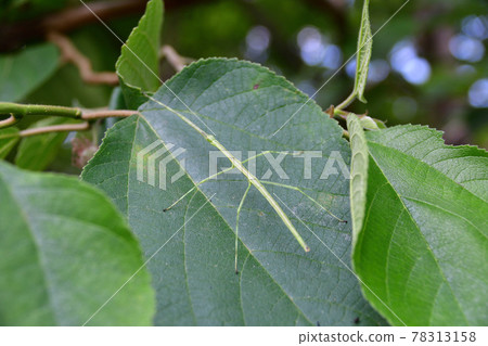 Stick insects on the leaves (Saitama Prefecture / May) Stick insects on the leaves (Saitama Prefecture / May) 78313158