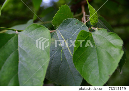 Stick insects on the leaves (Saitama Prefecture / May) 78313159