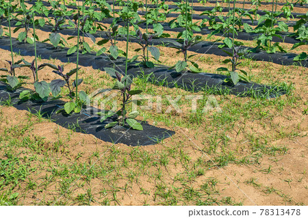 Eggplant field and black mulch sheet Eggplant field and black mulch sheet 78313478