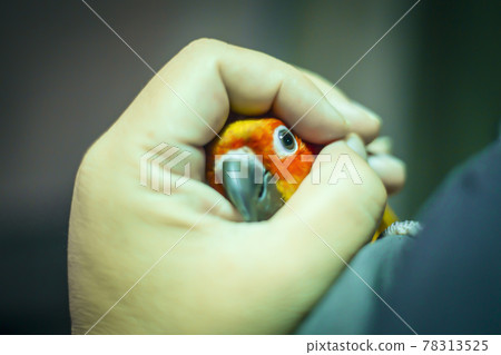 Adorable sun conure parrots on hand Adorable sun conure parrots on hand 78313525
