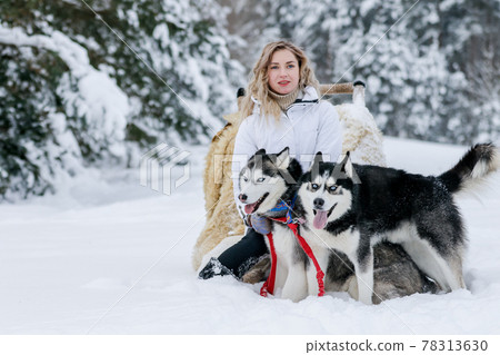 A girl rides a sleigh pulled by a Siberian husky. Husky sled dogs are harnessed for sport sledding on skis as fun for Christmas. 78313630