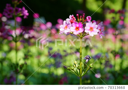 高木村高木花園，日本櫻草 78313668