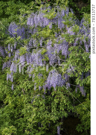 花景、初夏盛開的山富士照片 優雅濃烈的紫藤花 日本人喜愛的紫藤花紫藤色 花景、初夏盛開的山富士照片 優雅濃烈的紫藤花 日本人喜愛的紫藤花紫藤色 78313737