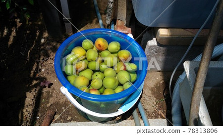 After harvesting plums, wash with water and remove lye After harvesting plums, wash with water and remove lye 78313806