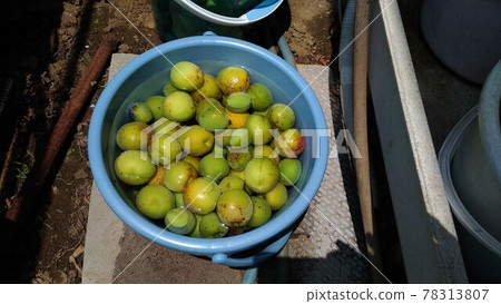 採收李子後,用水清洗並除去鹼液 採收李子後,用水清洗並除去鹼液 78313807