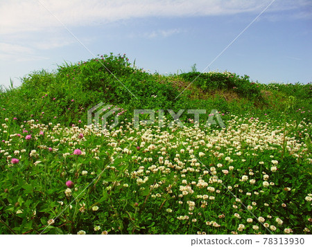 初夏在起伏的田野中綻放的白三葉草 78313930