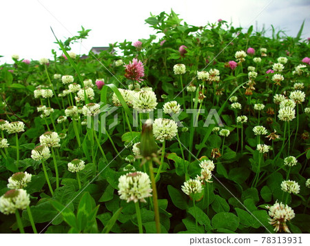 初夏在起伏的田野中綻放的白三葉草 照片素材 圖片 圖庫