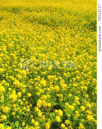 Rape blossoms in full bloom on the banks of the Edo River and fields in spring Rape blossoms in full bloom on the banks of the Edo River and fields in spring 78314217